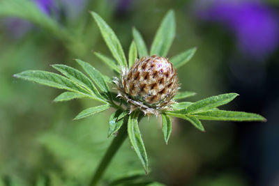 Close-up of insect on plant