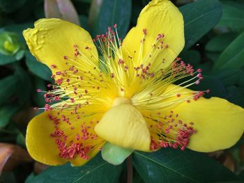 Close-up of yellow flower