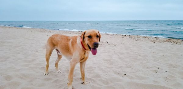 Dog on beach