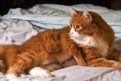 pet