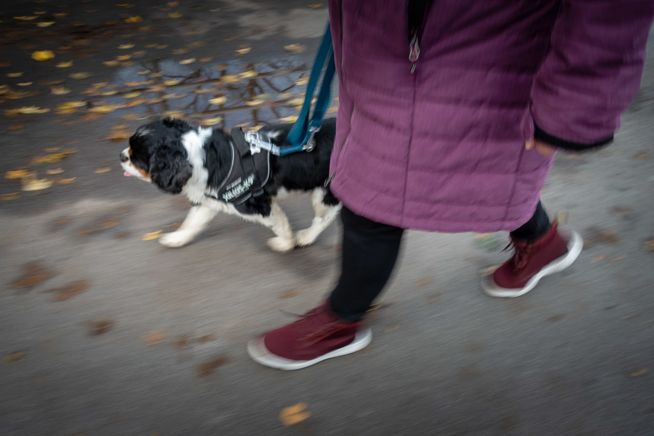 LOW SECTION OF PERSON WITH DOG WALKING ON CITY IN BACKGROUND