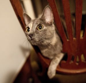 Close-up portrait of cat sitting at home