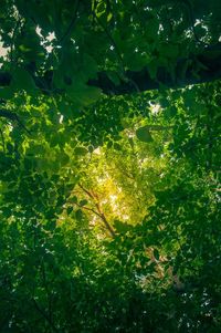 Full frame shot of tree