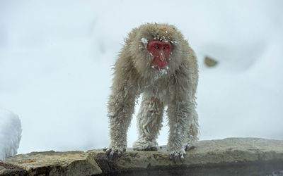 Monkey looking away on rock