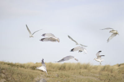 Birds flying over white background