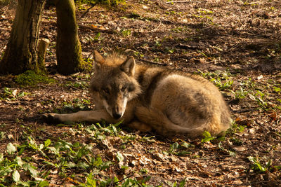Cat relaxing on field in forest