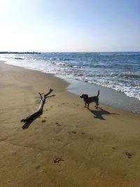 View of a dog on beach