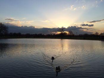 Swan on lake against sky during sunset