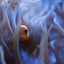 Close-up of fish swimming in sea