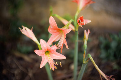 Close-up of red flowering plant