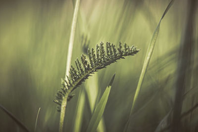 plant