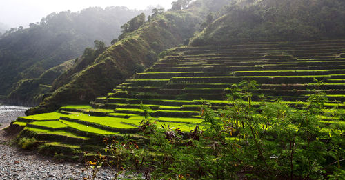 Scenic view of agricultural field