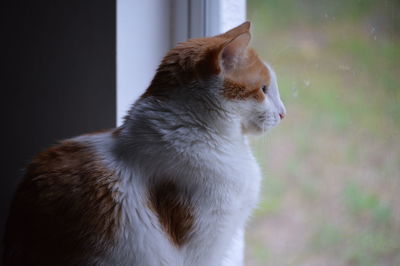 Cat looking through window