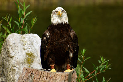 Proud eagle - avifauna 