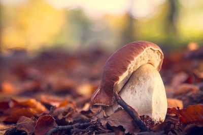 Close-up of fungus growing on field