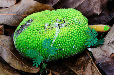 High angle view of lizard on plant