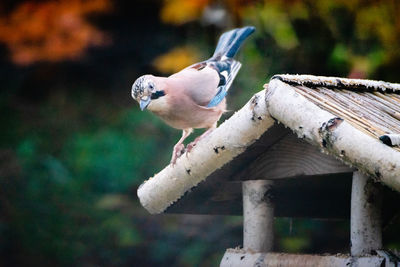 Close-up of bird perching on wood