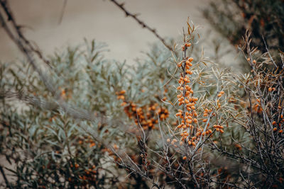 Close-up of plant growing on field