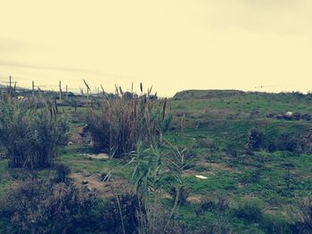 Scenic view of agricultural field against sky