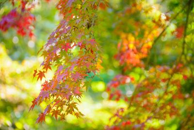 Close-up of red flowering plant during autumn