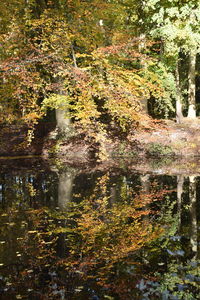 Scenic view of lake in forest during autumn