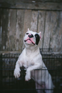 Portrait of dog sitting on wall