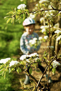 Close-up of flowers on tree