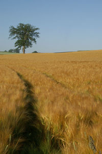 Scenic view of landscape against clear sky