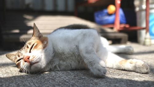 Close-up of a cat lying on the floor