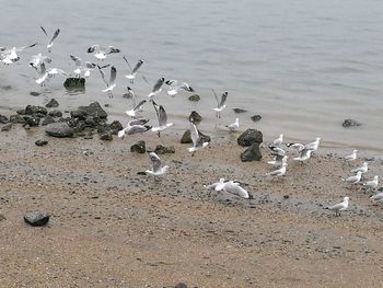 High angle view of seagulls flying over lake