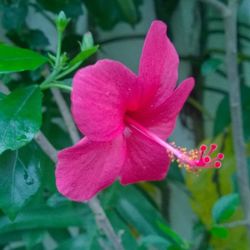 Close-up of pink flower