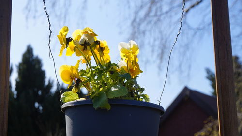 Close-up of yellow flower pot