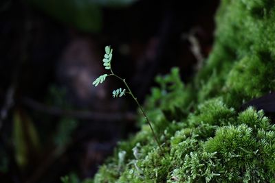 Close-up of flowering plant