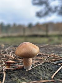 nature