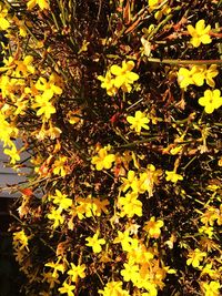 Close-up of yellow flowers