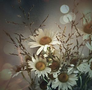 Close-up of white flowers