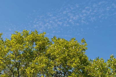 Low angle view of yellow tree against sky