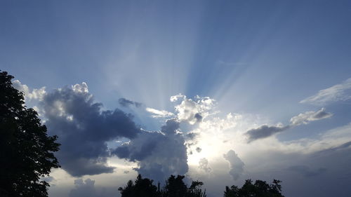 Low angle view of trees against sky