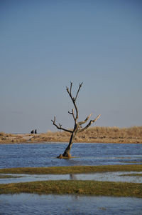 Tree on flooded meadow in front of the walkers of the north sea beach