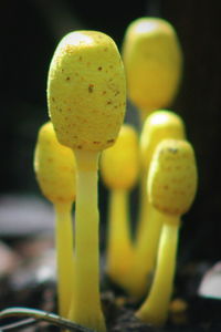 Close up of yellow flower