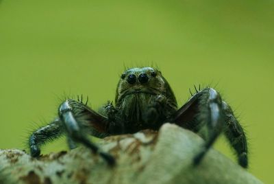 Close-up of spider