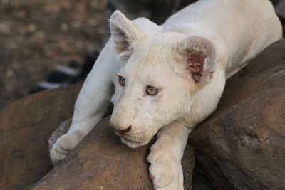 High angle view of lion cub resting on rock