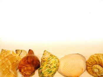 Close-up of shells on white background