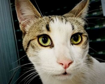 Close-up portrait of cat