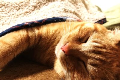 Close-up of a cat sleeping on bed