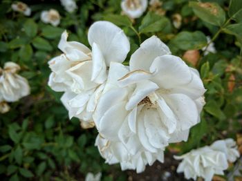 Close-up of white flowers blooming outdoors