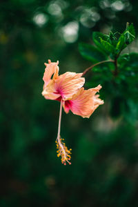 Close-up of pink hibiscus flower