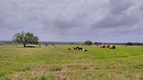 Scenic view of grassy field against cloudy sky