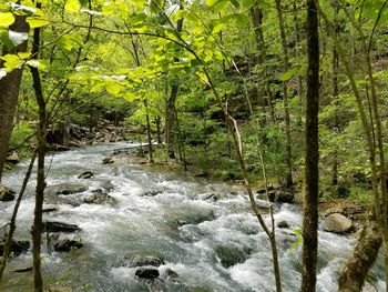 Stream flowing through rocks in forest