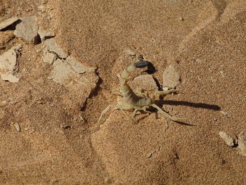 High angle view of crab on sand